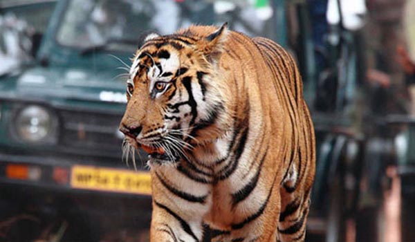 Bandhavgarh Madhya Pradesh