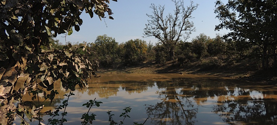 Bagh Tola in Bandhavgarh