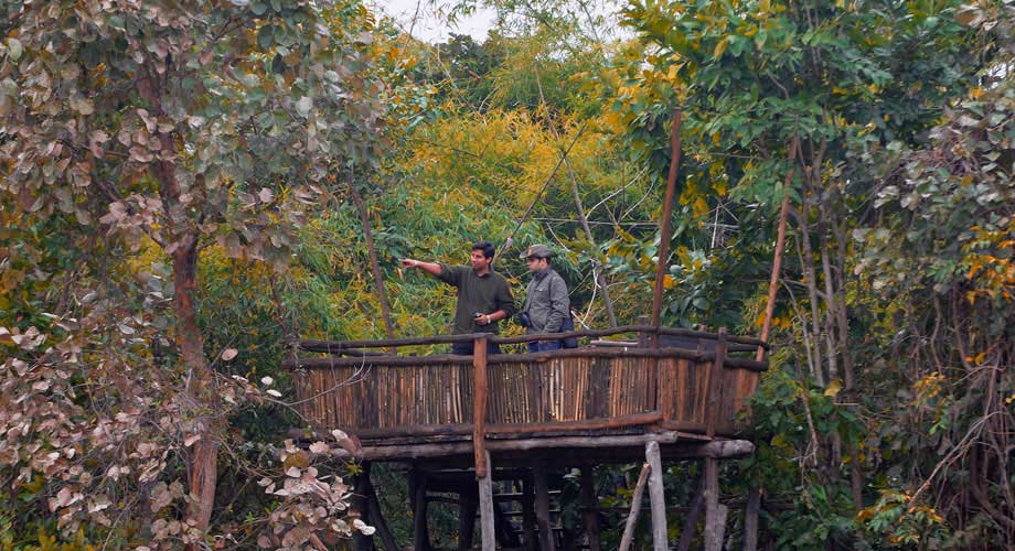 Tree House Hideaway in Bandhavgarh