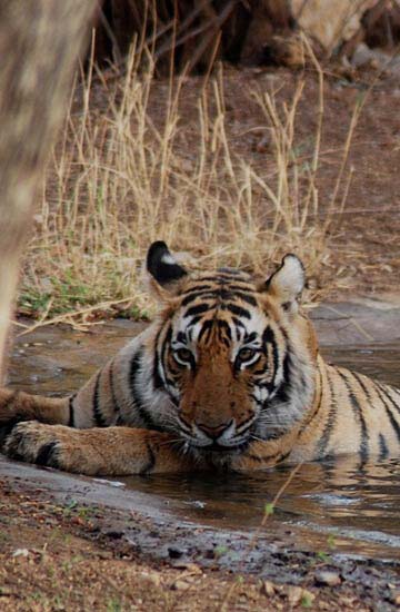 wildlife tour packages of madhya-pradesh