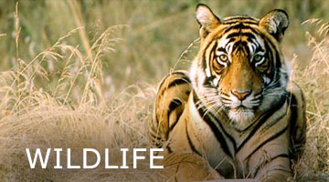 wildlife Tours