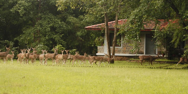 Royal Tiger Resort Kanha