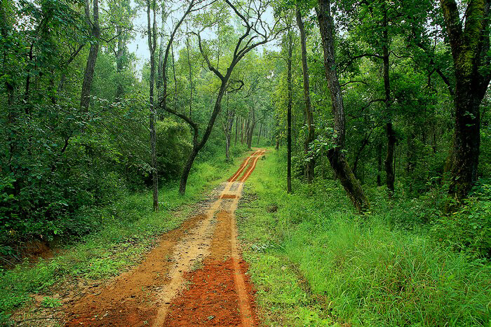 kanha national park