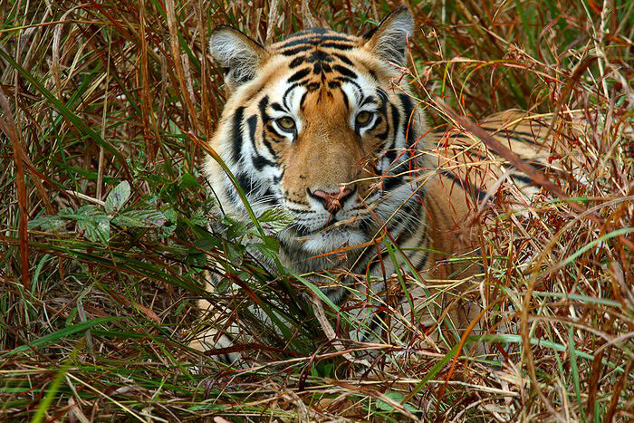 Kanha Tiger Reserve