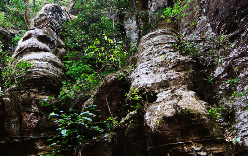 Misty Meadows Pachmarhi