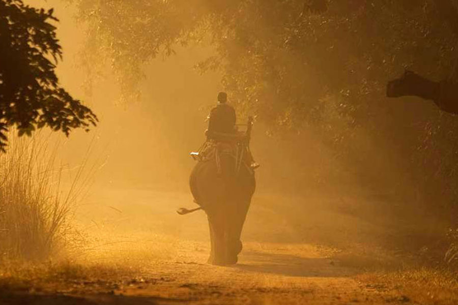 Taj – Baghvan Pench